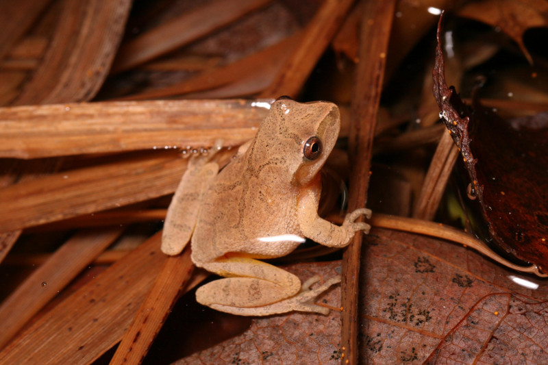 A diagnostic 'X' crosses the back of a spring peeper. A diagnostic 'X' crosses the back of a spring peeper. Credit: Charlie Eichelberger